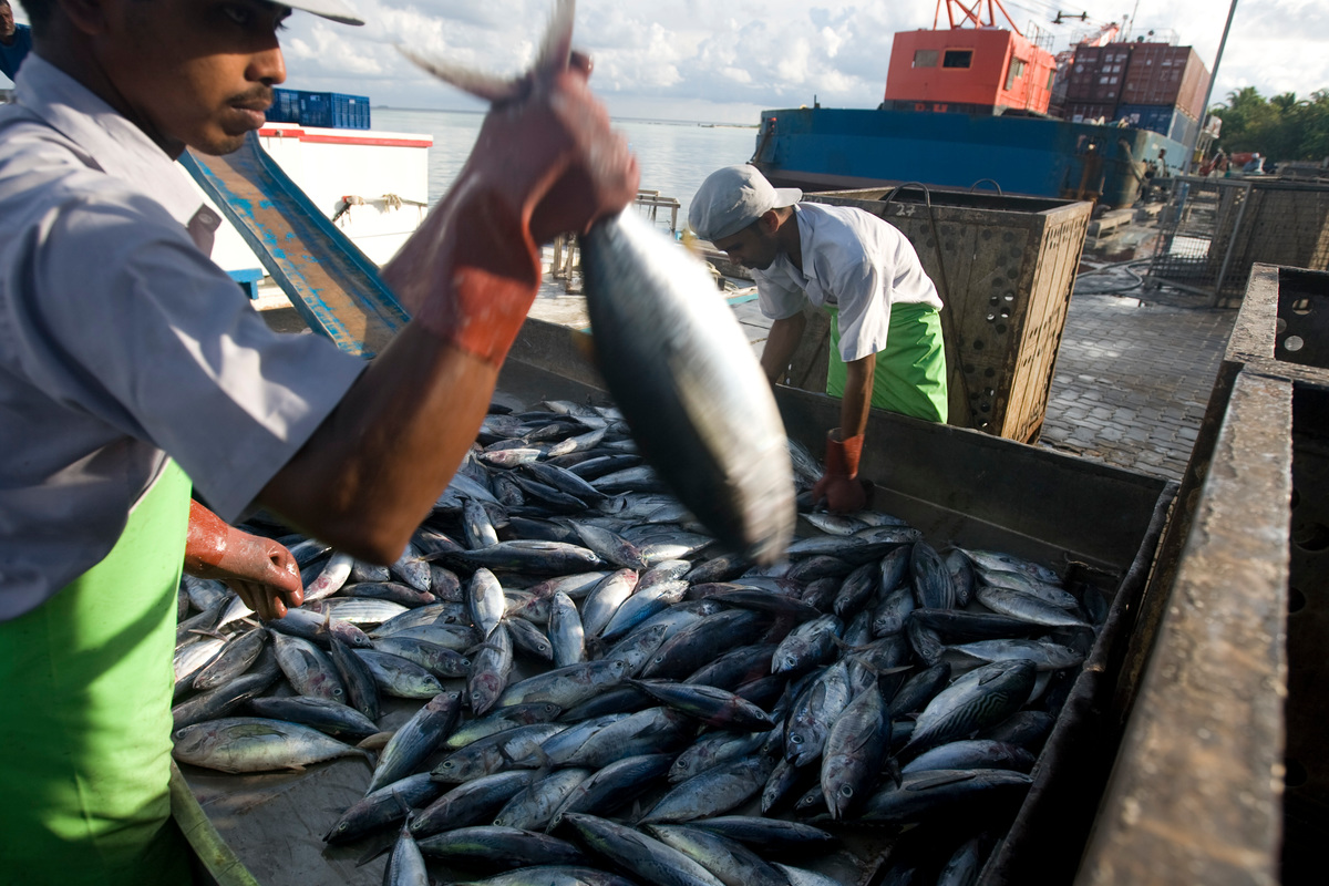 Fishermen Unload Skipjack Tuna . © Greenpeace / Paul Hilton