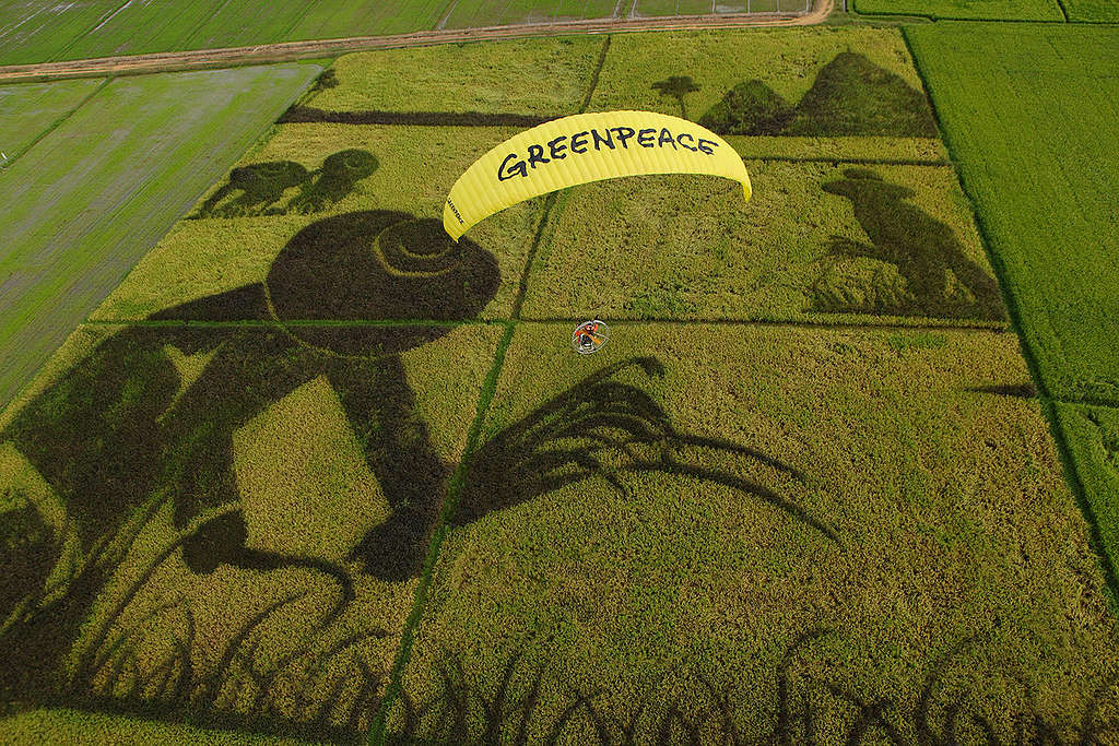 Organic Rice Art Ratchaburi. © Greenpeace / Athit Perawongmetha