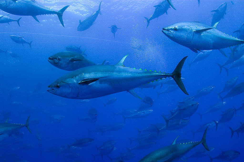 Captive Bluefin Tuna. © Greenpeace / Gavin Newman