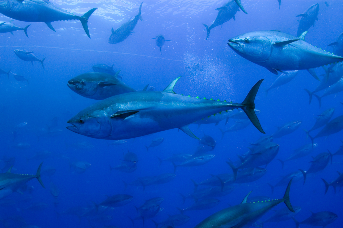 World Oceans Day: Yellowfin tuna is being overfished says new report - BBC  Newsround
