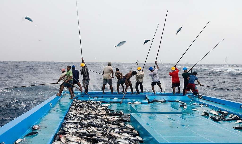 Pole and Line Fishermen Catch Tuna. © Greenpeace / Paul Hilton