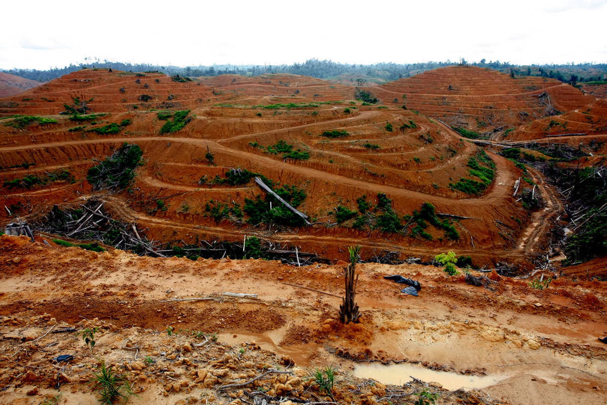 Deforested Land in East Kalimantan. © Greenpeace / Oka Budhi
