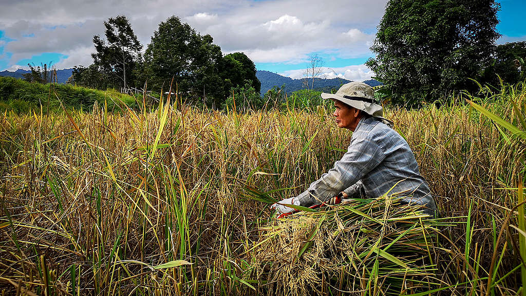Farmer harvests rice in Malaysia