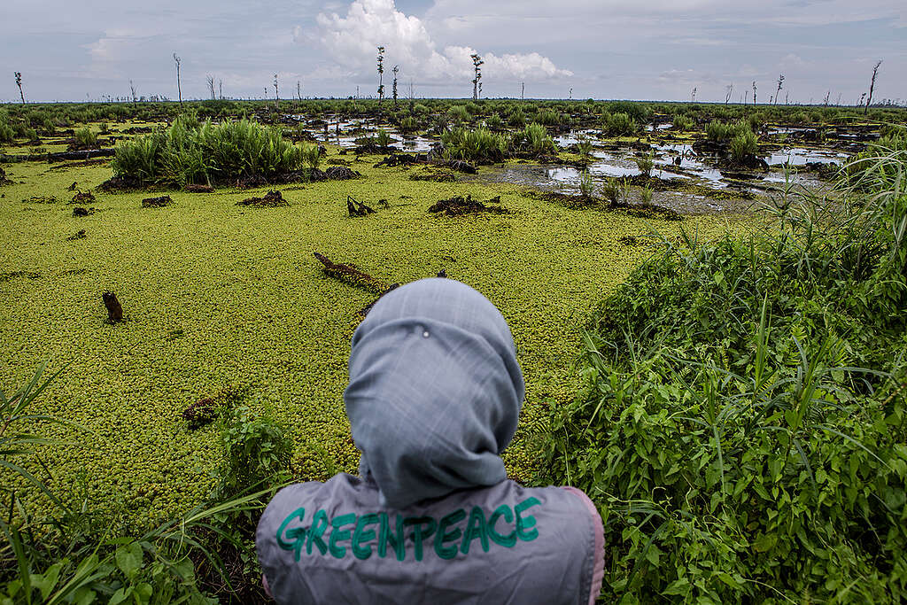 Bearing Witness in IOI Oil Palm Concession in West Kalimantan. © Ulet  Ifansasti / Greenpeace