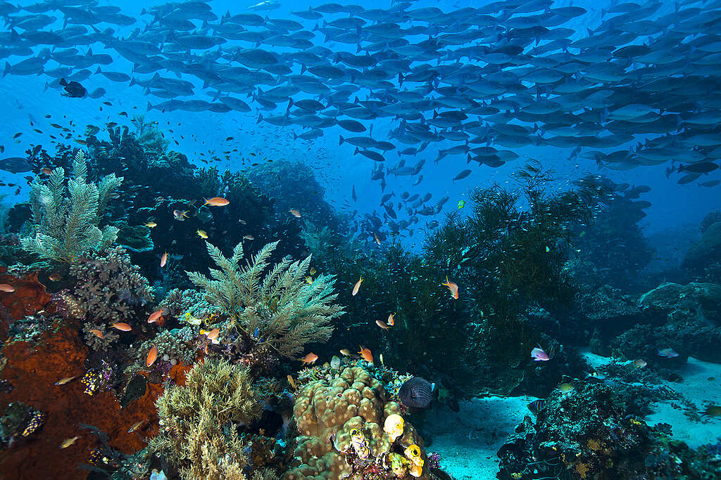 Coral Reef in Papua. © Paul Hilton / Greenpeace