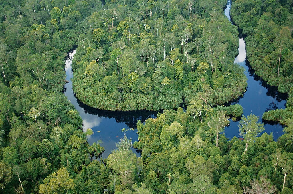 Kerumutan Peat Swamp Forest in Sumatra. © Greenpeace
