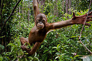 Orangutan in Central Kalimantan. © Ulet  Ifansasti / Greenpeace