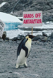 Emperor Penguin at Dumont D'Urville. © Greenpeace / Steve Morgan