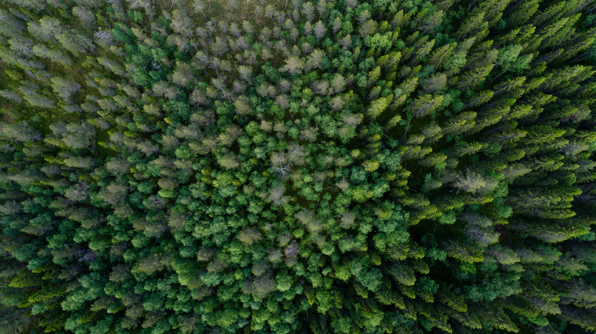 Boreal Forest in Sweden. © Christian Åslund