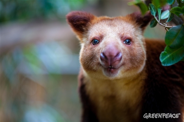 Trädkängurun är bara ett av många märkliga djur som är helt beroende av Indonesiens regnskog.