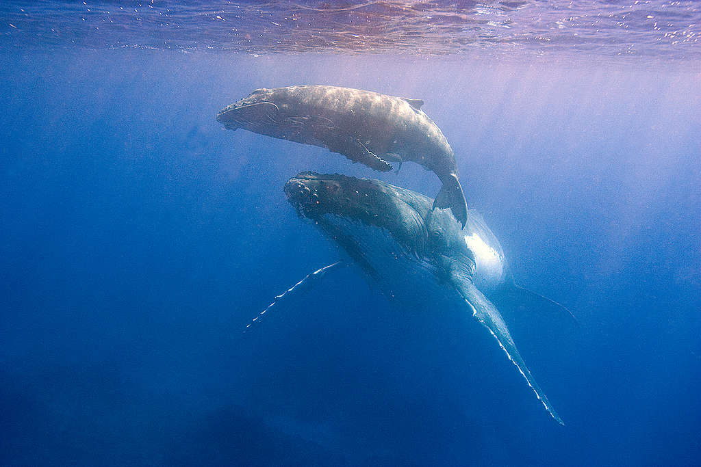 Knölvalar som simmar tillsammans i Stilla havet.