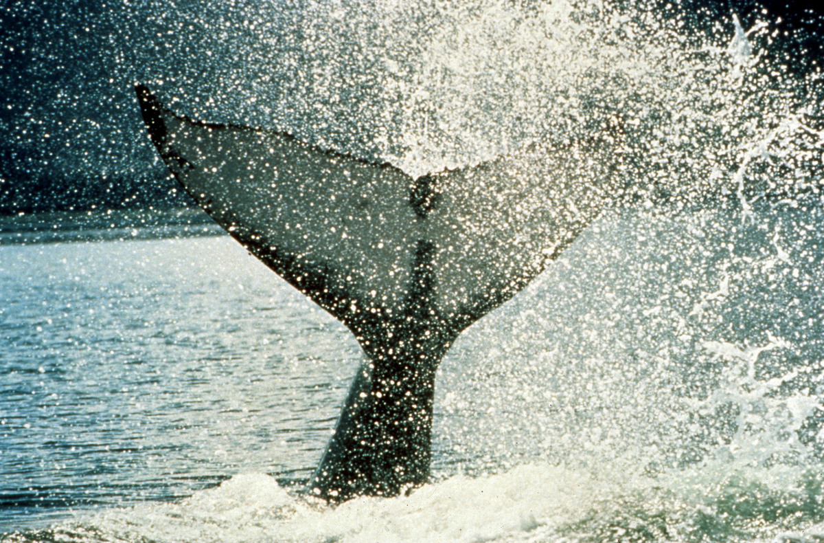 Humpback whale, Alaska, USA. © John Hyde