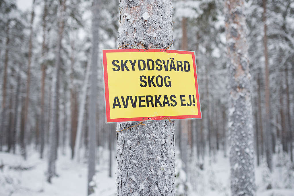Action to Protect Swedish Forest Landscape Ore Skogsrike. © Christian Åslund