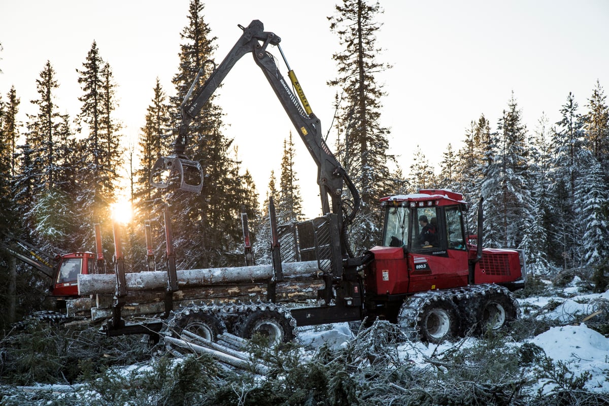Logging in Torråsen. © Jannes Stoppel / Greenpeace
