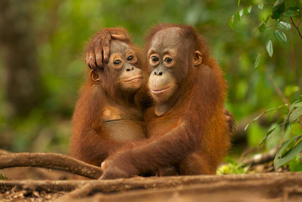 Unga orangutanger från ett räddningsprojekt i Borneo.