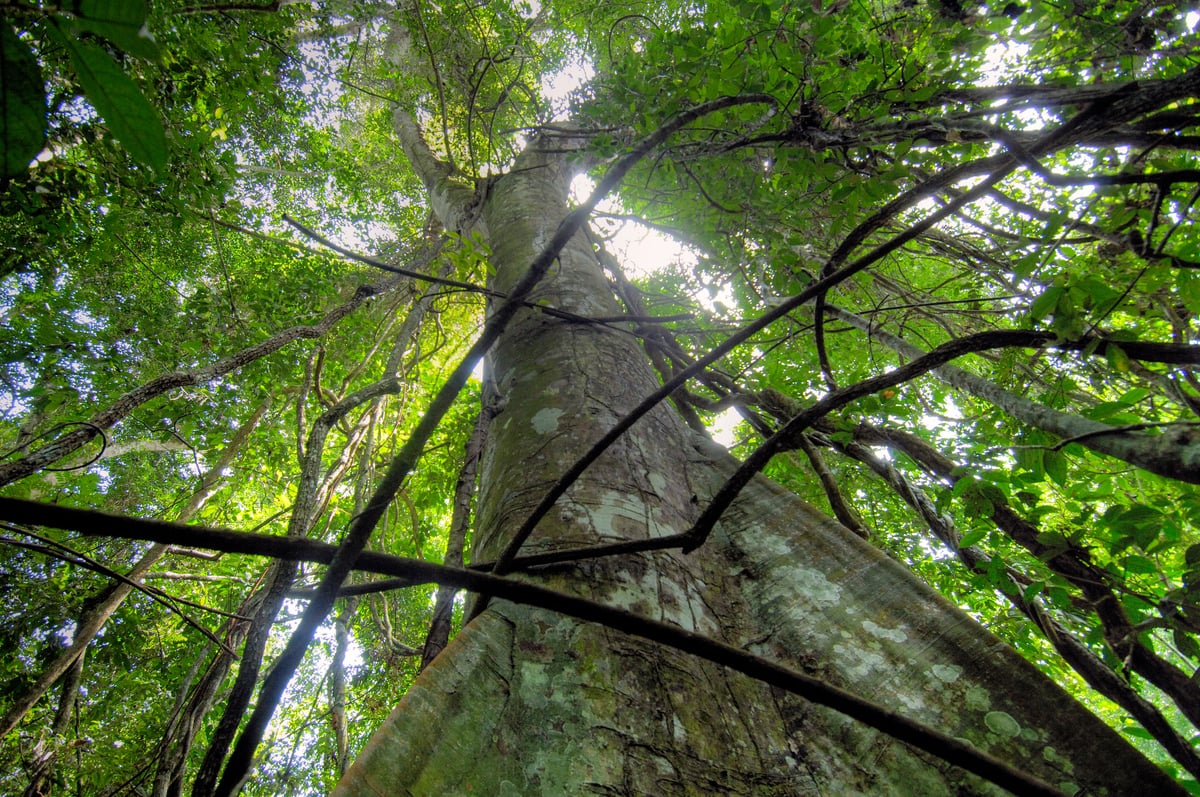 Tree in Rainforest. © Thomas Einberger / argum / Greenpeace