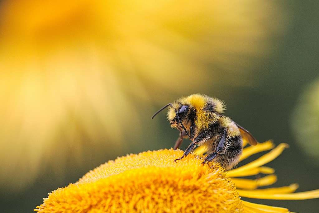 Ett bi som pollinerar en blomma