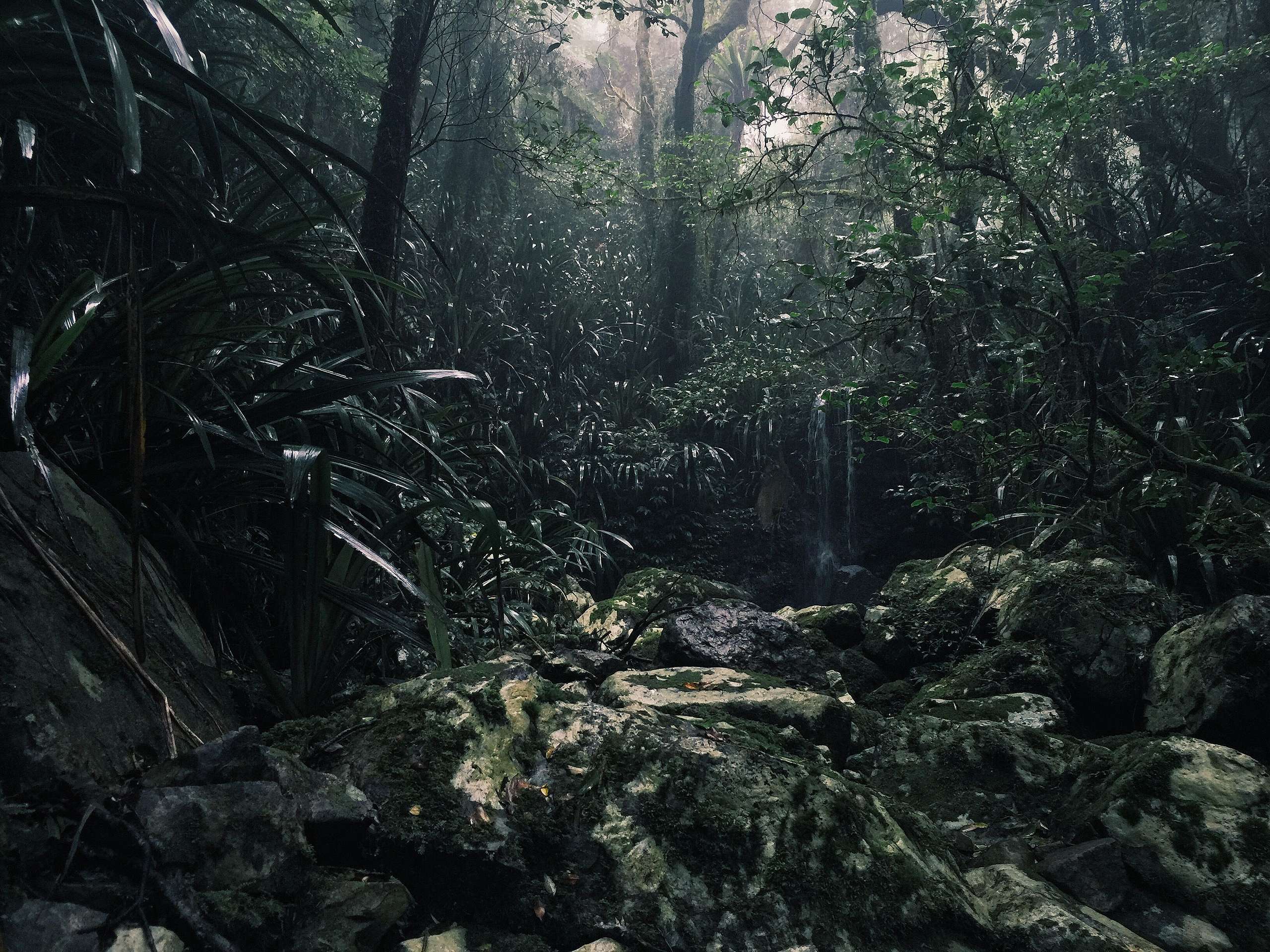 Foto på regnskog