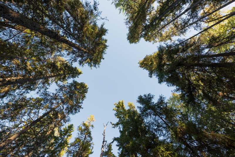 Träd som stäcker sig mot himlen i Fiby Urskog