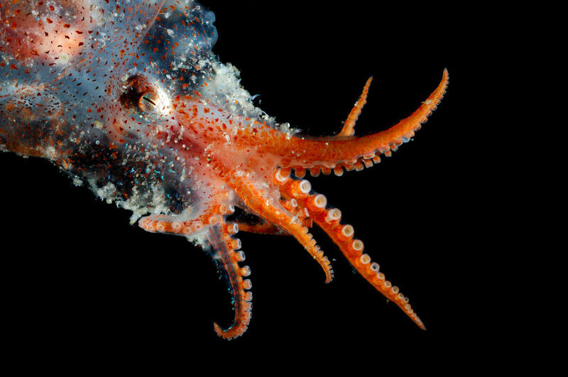 Bolitaena pygmaea, en ovanligt bläckfisk-art som lever i djuphaven