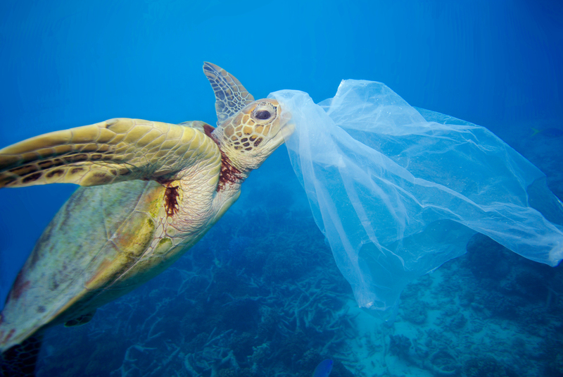 Sköldpadda som fastnat i plastskräp som dumpats i havet
