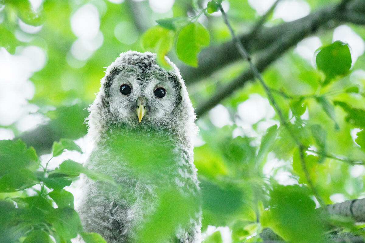 Juvenile Ural owl in Central Estonia. © Greenpeace / Karl Adami