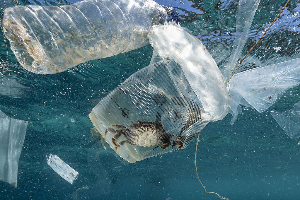 螃蟹被困在一次性塑膠垃圾