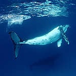 國際法庭裁定日本「科學捕鯨」為非法行為