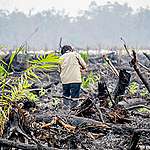 森林消失的原因：非法貿易、農業開墾、森林火災與...