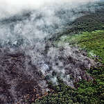 護林喜訊：全球第三大棕櫚油企業 IOI 承諾「不毀林」