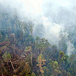 火燒印尼雨林，誰該負責