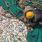 國際研究報告分享：美國政策智庫針對臺灣現況發表報告，直言「臺灣漁業改革刻不容緩」