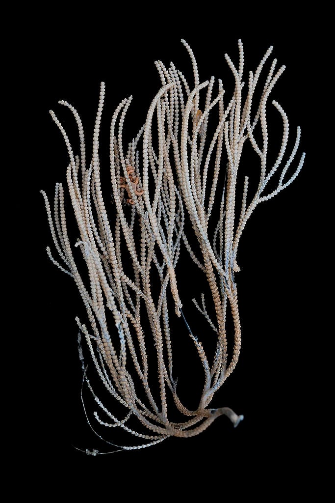 「柳珊瑚」（Primnoid gorgonian sea fan）於南極半島傑拉許海峽的勒庫安特島附近約 570公尺海底發現，同為「脆弱海洋生態系統」指標。