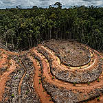 棕櫚油業砍伐，森林心痛