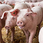 豬也能當「皮卡丘」——中央畜牧場的沼氣發電