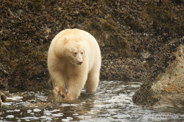 大熊雨林中的白靈熊