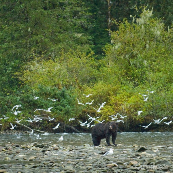 加拿大的大熊雨林
