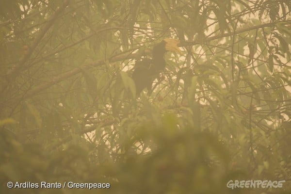 霧霾森林中的犀鳥