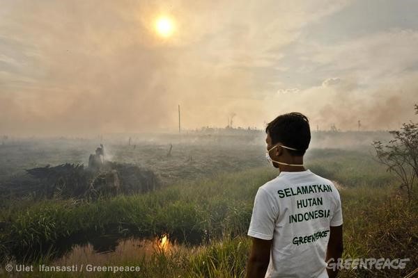 綠色和平調查員紀錄廖內省森林大火