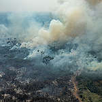 亞馬遜雨林持續大火，與畜牧業有關？！