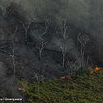 綠色和平臺北辦公室回應亞馬遜森林大火事件