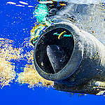 塑膠微粒紛飛，海龜的黃金藻林歷險記