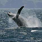 鯨魚的禮物：減緩氣候變遷的幫手