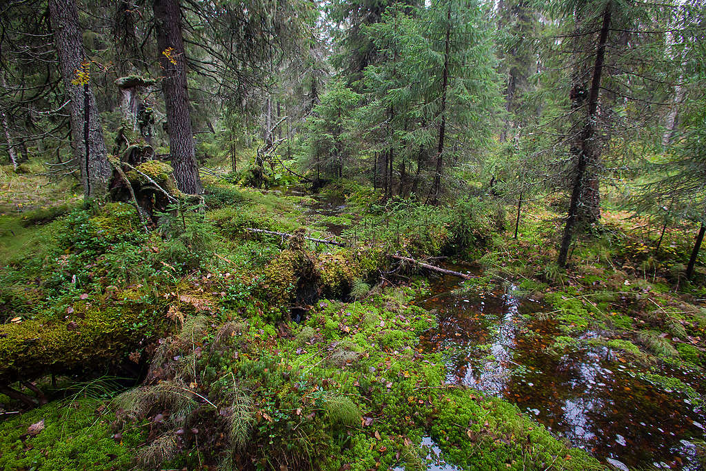俄羅斯的德溫斯基森林以老木雲杉為主，宛如走入童話故事般的世界。