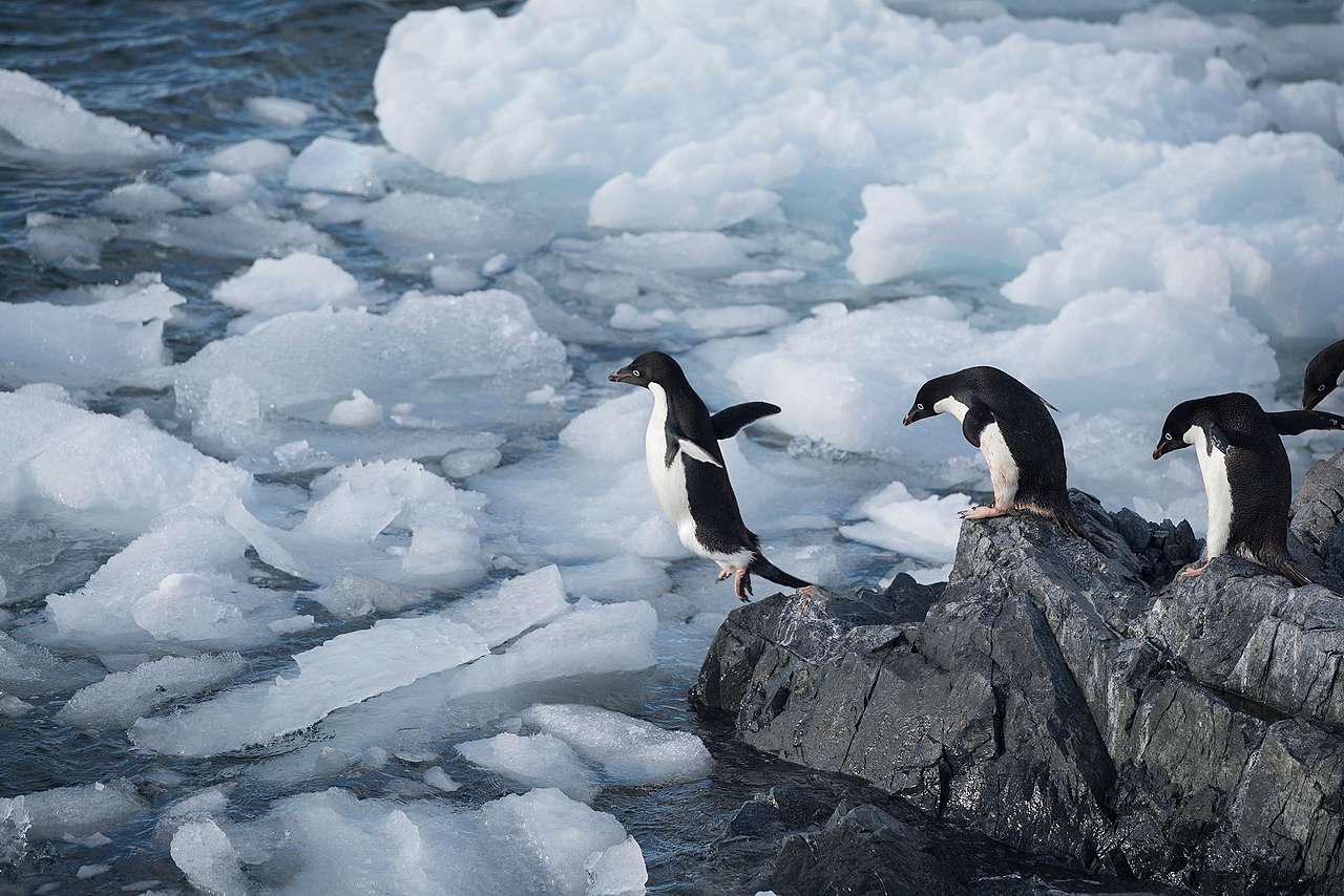 希望灣（Hope Bay）位於南極半島的最北端，是阿德利企鵝（Adélie penguin）主要的棲息地。