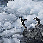希望灣（Hope Bay）位於南極半島的最北端，是阿德利企鵝（Adélie penguin）主要的棲息地。