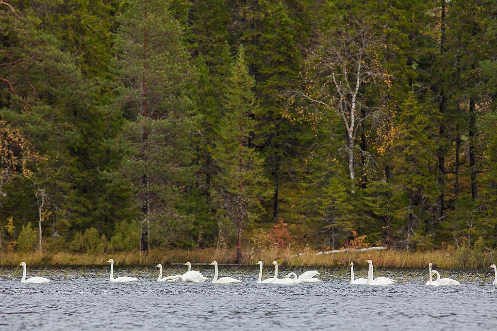德溫斯基森林湖裡的黃嘴天鵝（Whooper Swan）。