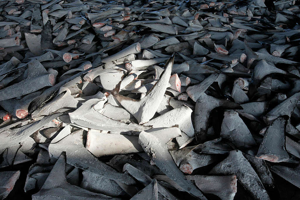 在東港魚市場的冷凍魚翅 © Alex Hofford / Greenpeace