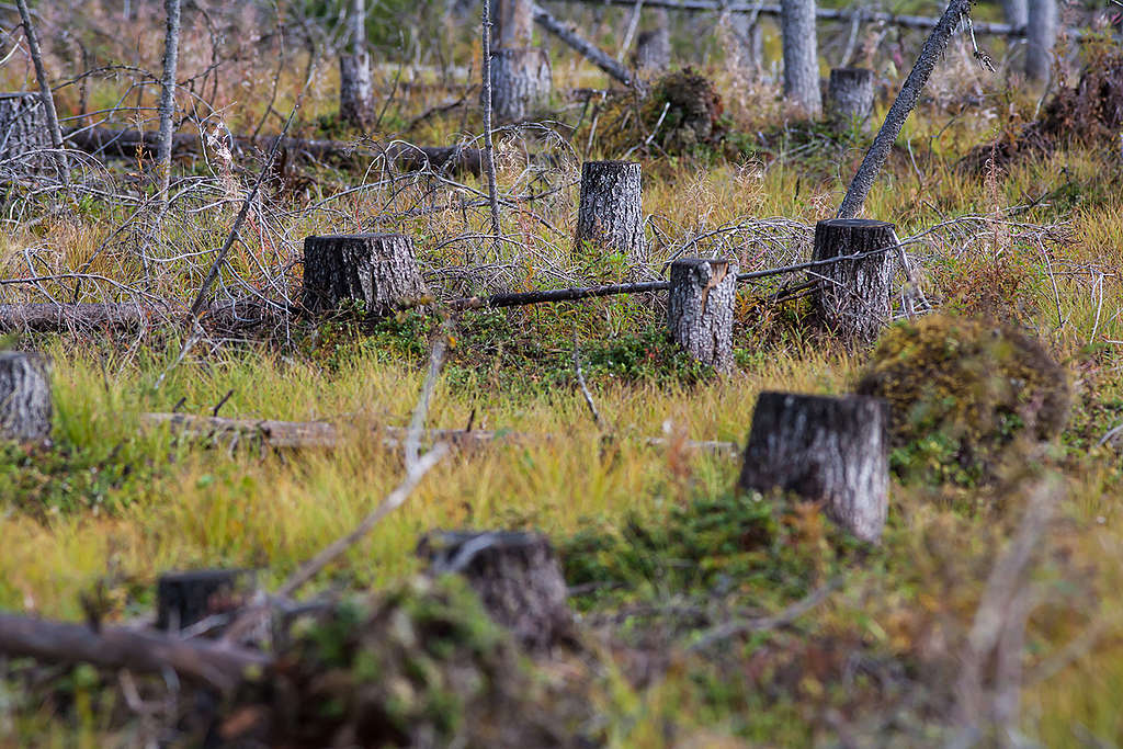 德溫斯基原始森林，僅剩下60%面積未受人為侵擾，需要眾人持續守護保留珍貴樹林。