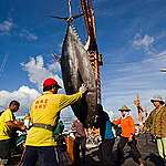太平洋黑鮪族群已受過度捕撈之害，僅剩下60年前的3.6%
